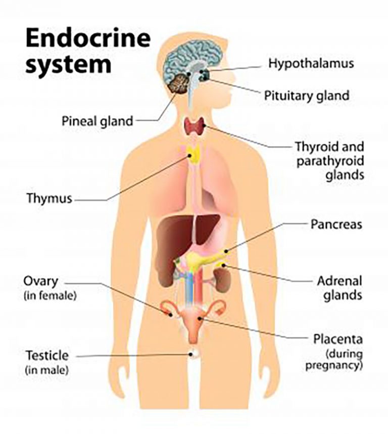 Endocrine System Human Body Diagram Coast Clinic 0880