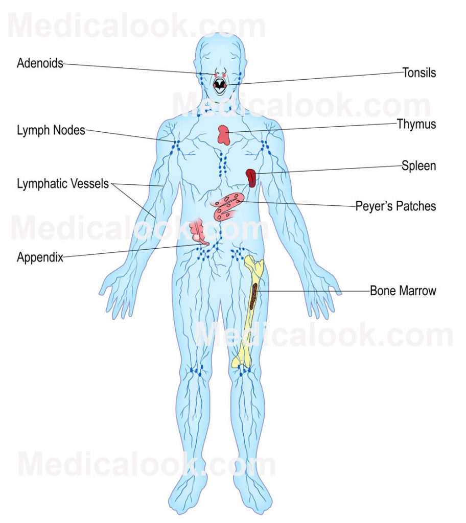 Lymphatic System Functional Medicine Coast Chiropractic Clinic Hove