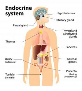 A diagram showing the organs and glands of the endrocrine system