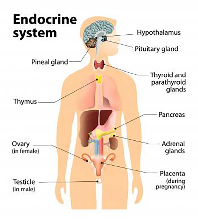 endocrine-system-organs-and-functions-medicinebtg