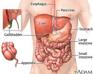 A diagram of the abdominal organ and the position of the gallbladder