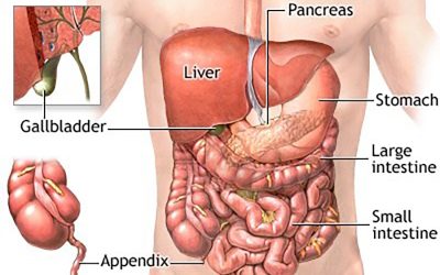 The Gall Bladder and Nutrition