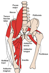 diagram of psoas,iliacus, piriformis, TFL muscles