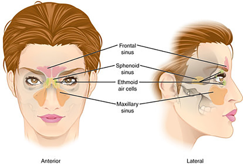 Osteopathic treatment of sinus problems