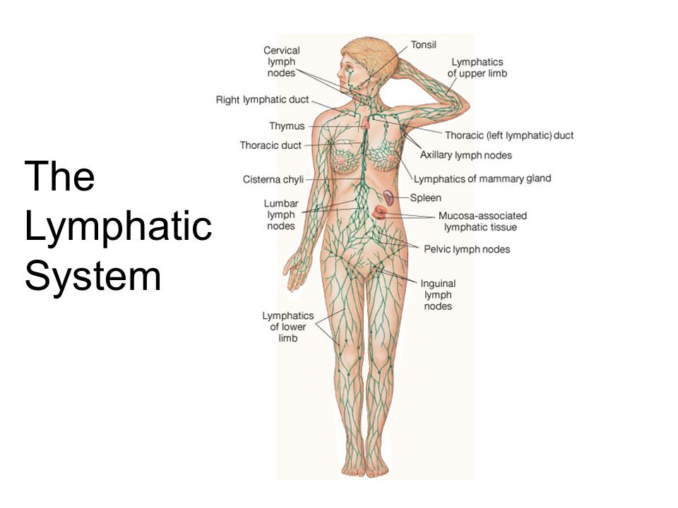 Lymphatic System Functional Medicine Coast Chiropractic Clinic Hove