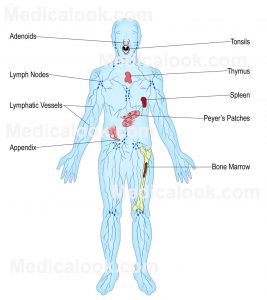 Diagram of lymphatic system organs and vessels