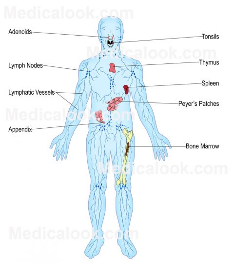 Lymphatic System | Functional Medicine | Coast Chiropractic Clinic Hove