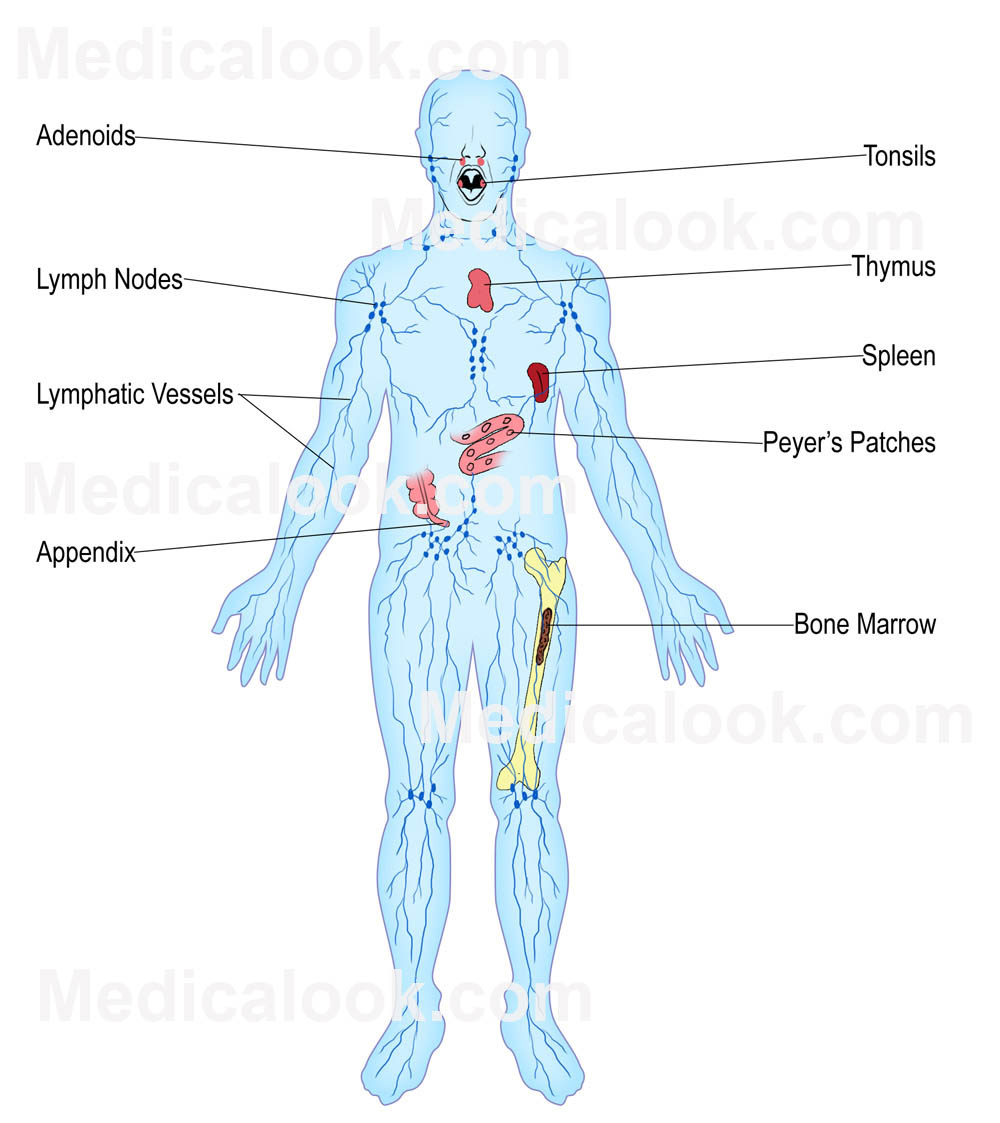 Lymphatic System Anatomy Labeled