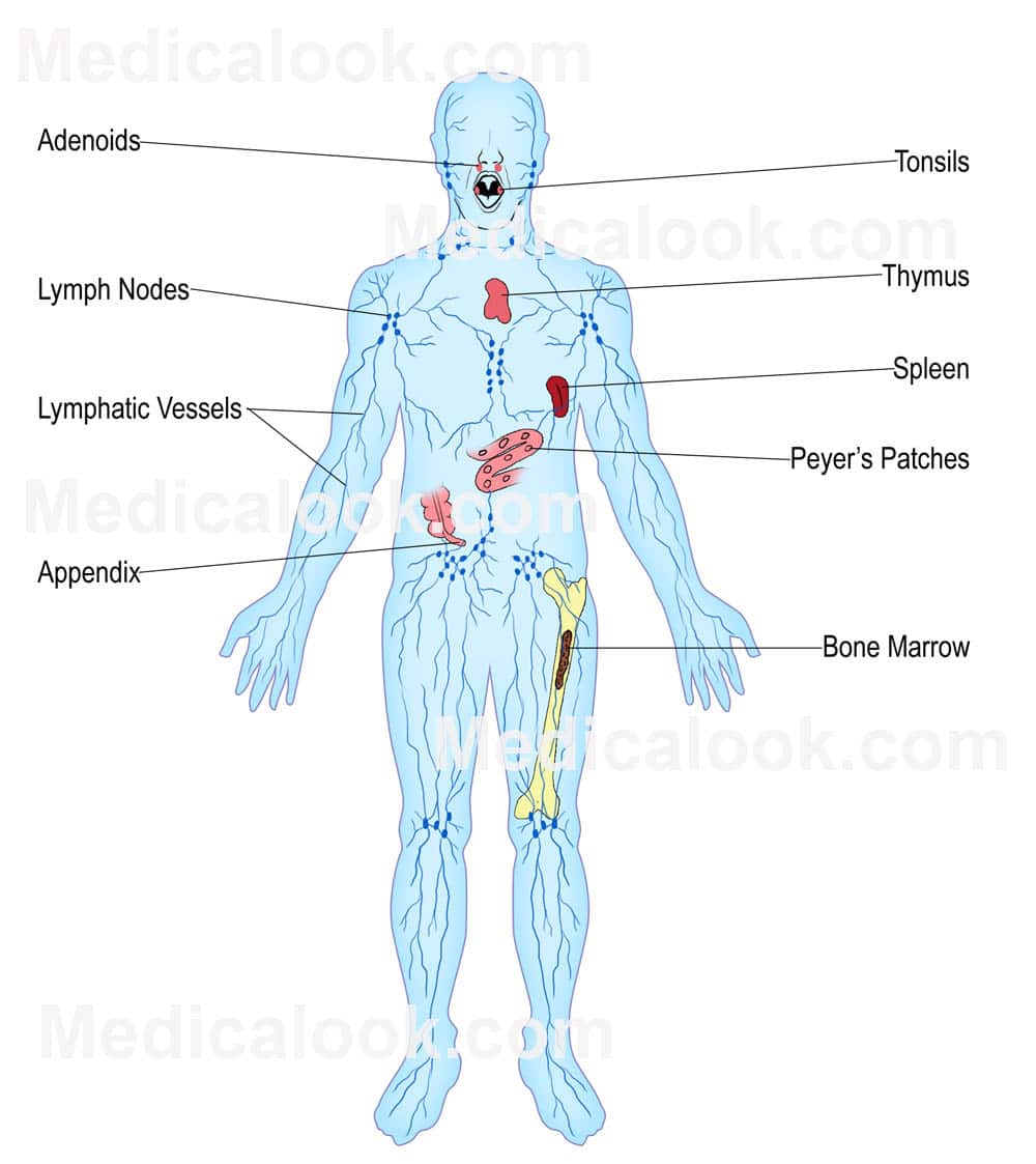 The Lymphatic System Diagram Worksheet Images And Photos Finder