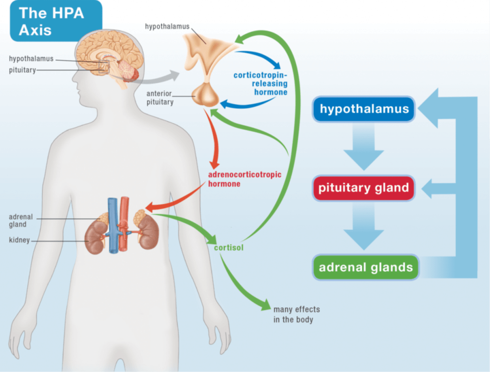 What Is The Hpa HPA Abbreviation Meaning IZBHYU What Is The Hpa HPA Abbreviation Meaning IZBHYU