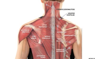 Working from home? Shoulder and neck pain relief