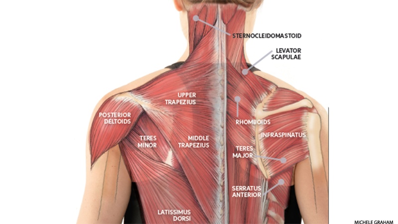 Working from home? Shoulder and neck pain relief